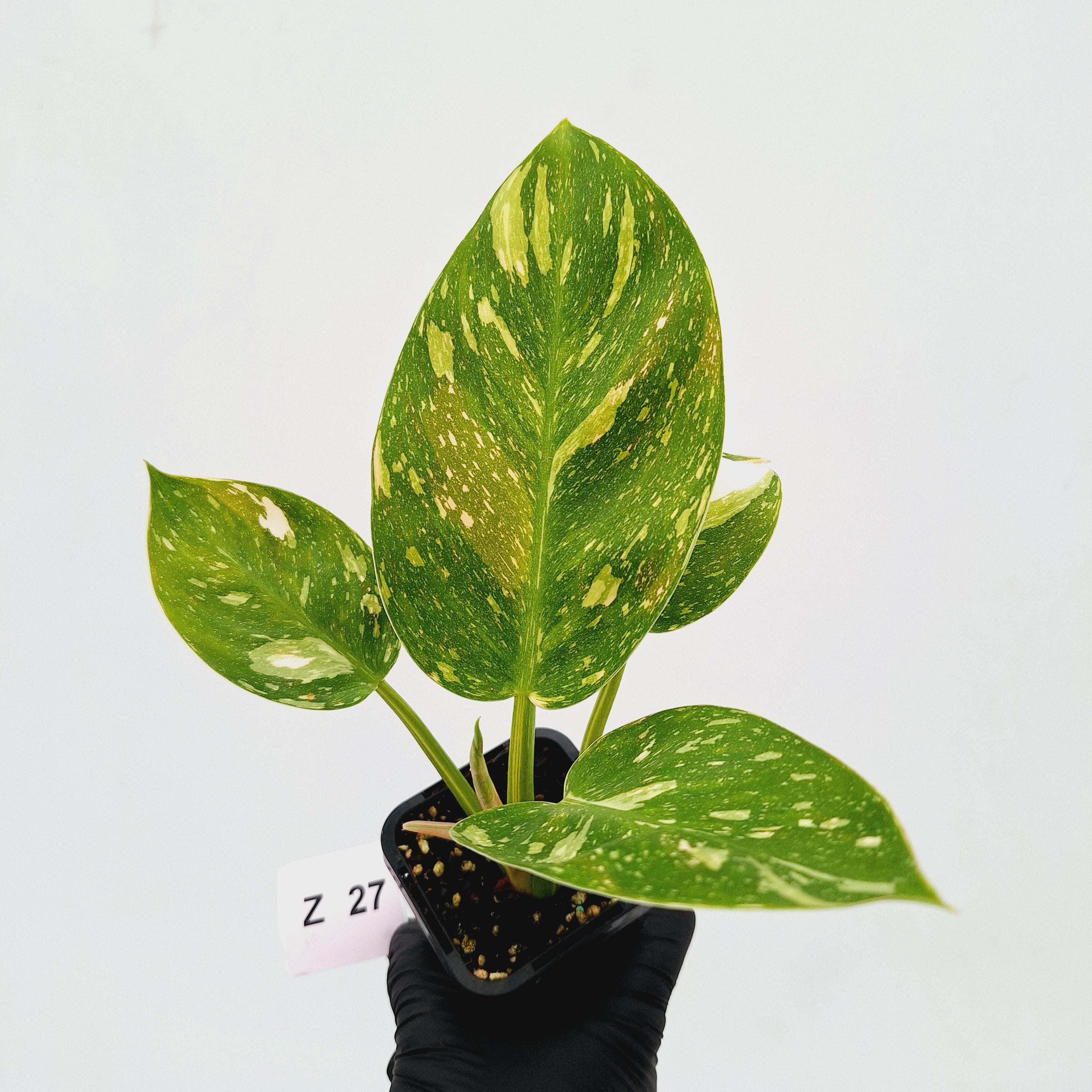 Philodendron Green Congo Variegata (Nuclear)
