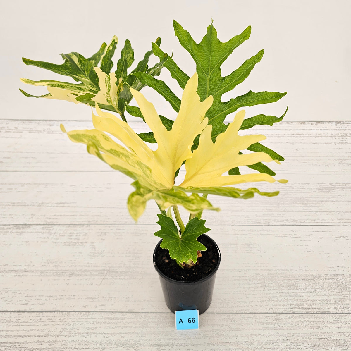 Philodendron selloum Variegata