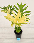 Philodendron selloum Variegata