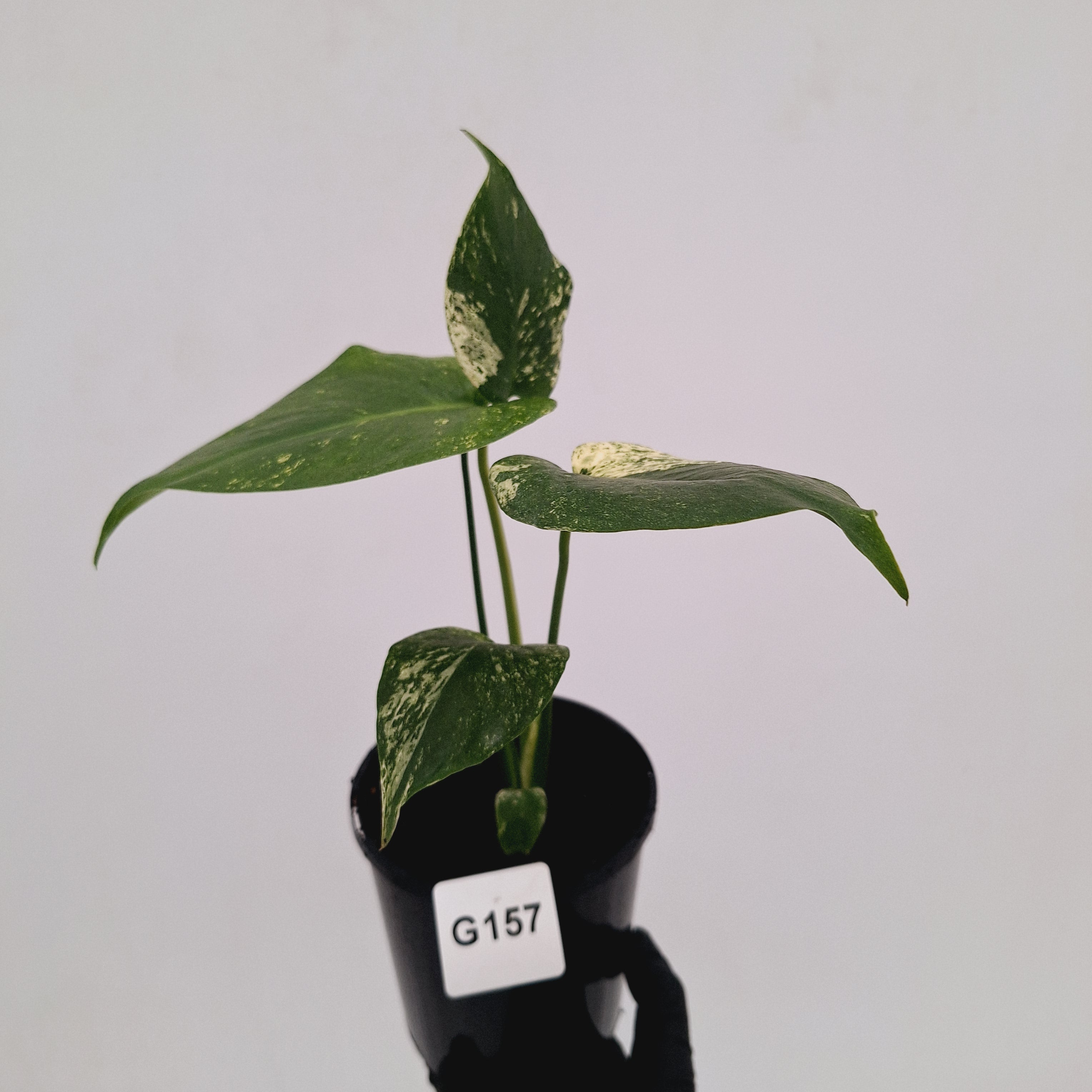 Monstera Deliciosa 'Mint'