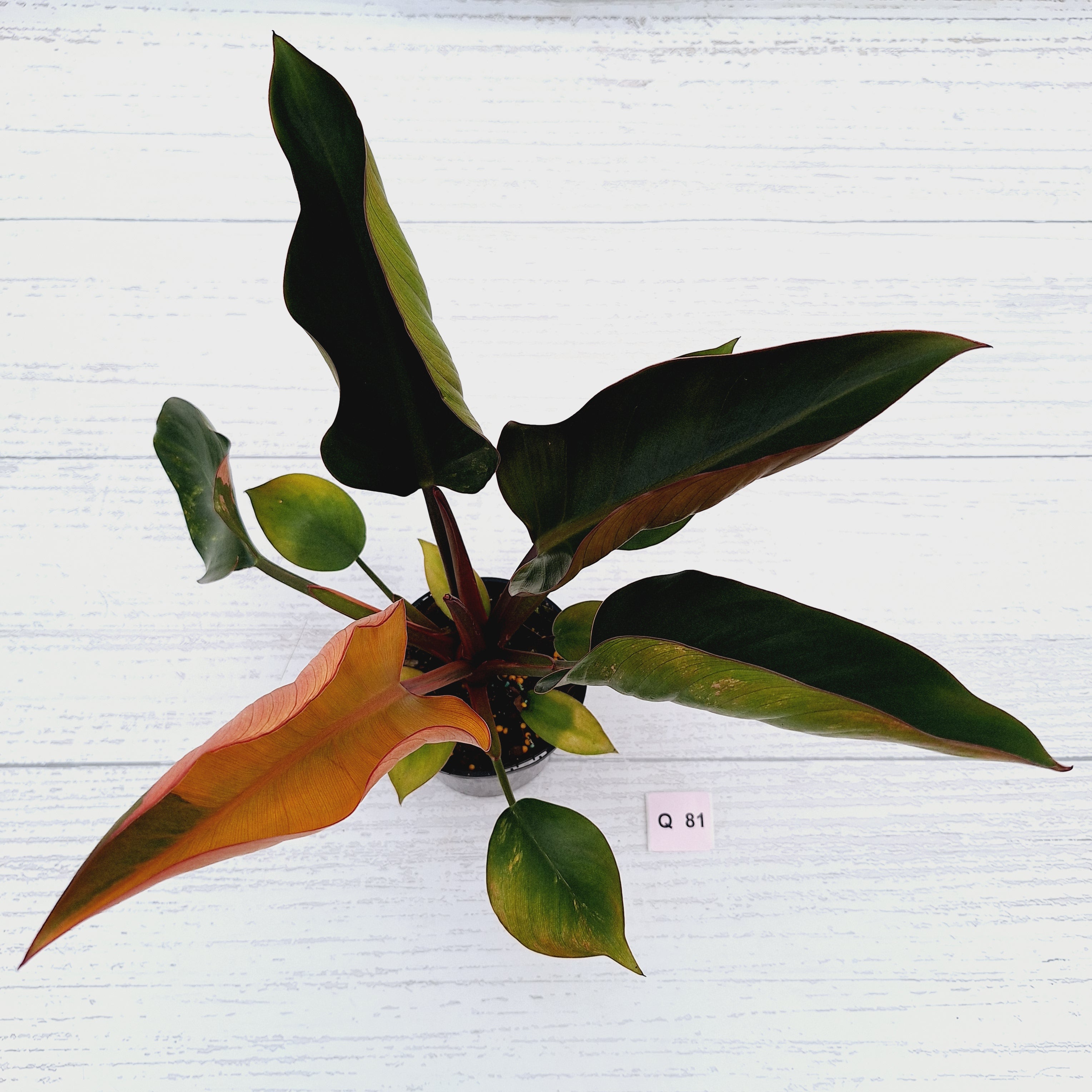 Philodendron &#39;Rojo Congo Variegated&#39;
