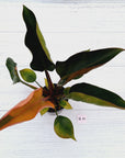 Philodendron 'Rojo Congo Variegated'