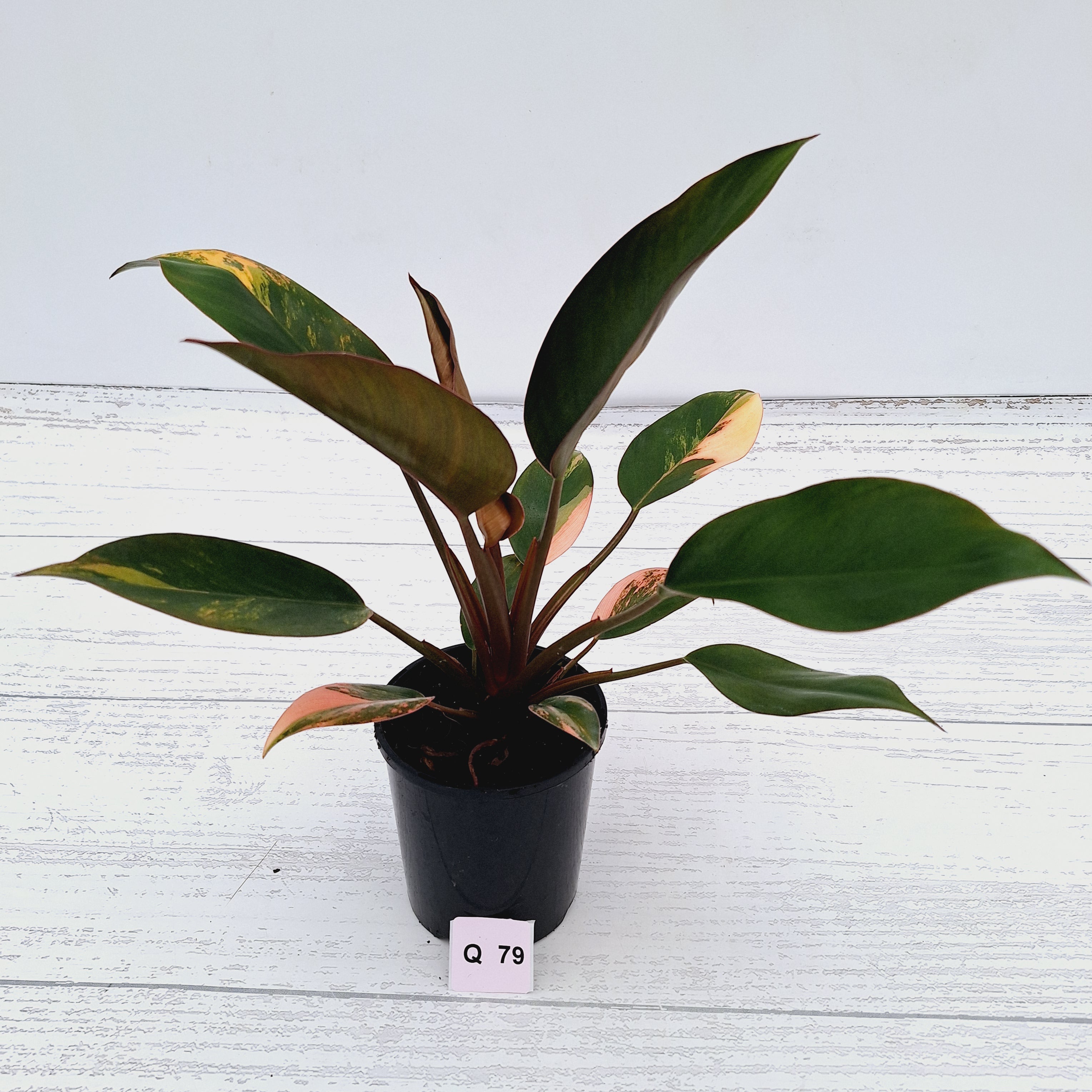 Philodendron &#39;Rojo Congo Variegated&#39;