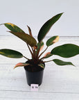 Philodendron 'Rojo Congo Variegated'