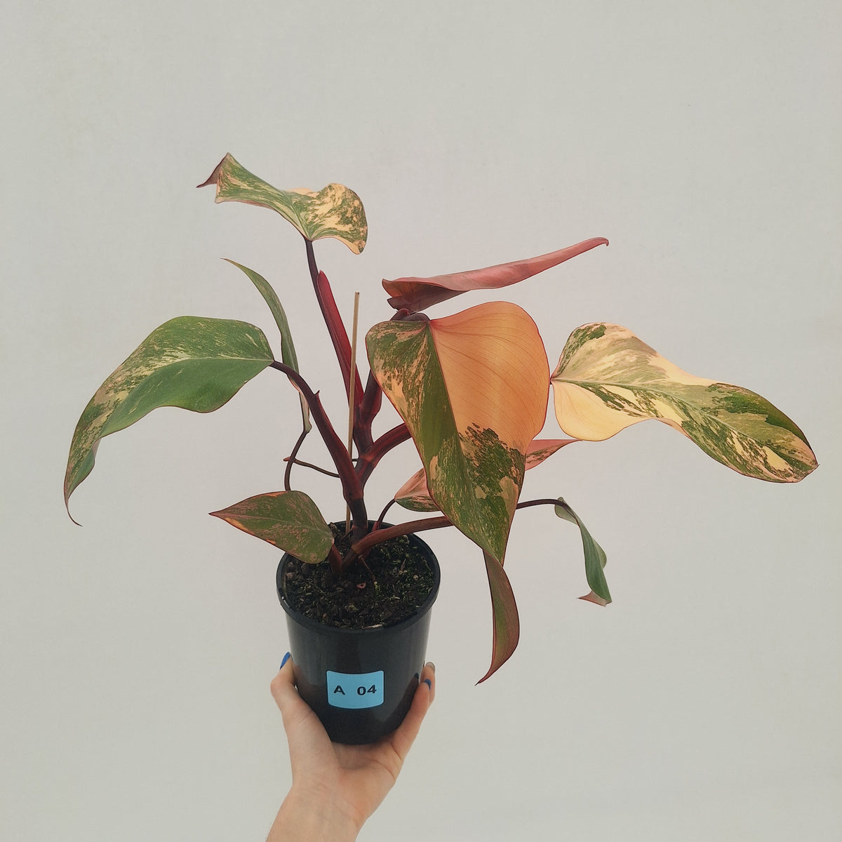 Philodendron erubescens Strawberry Shake - SALE
