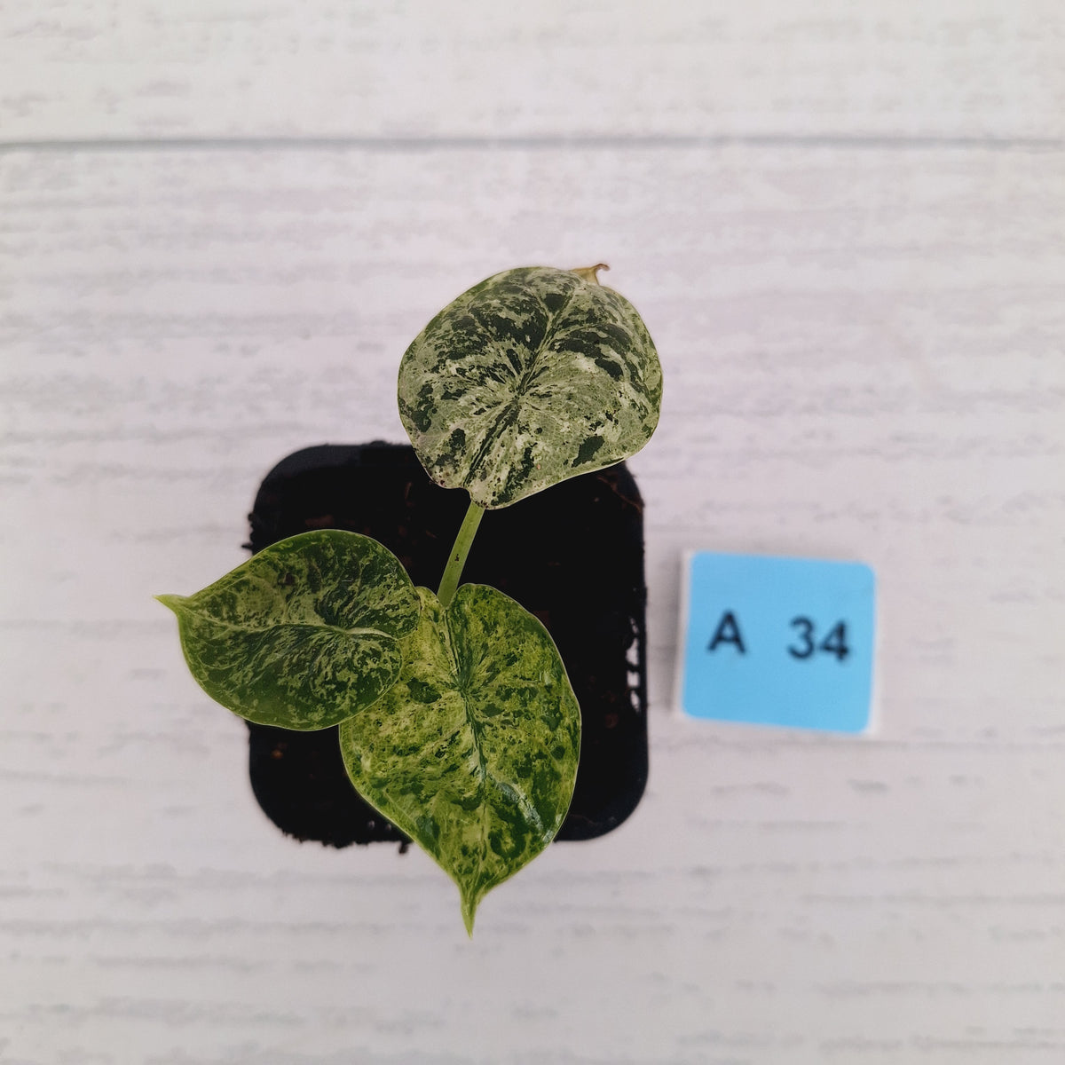 Alocasia baginda ‘Dragon Scale Mint'
