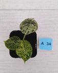 Alocasia baginda ‘Dragon Scale Mint'
