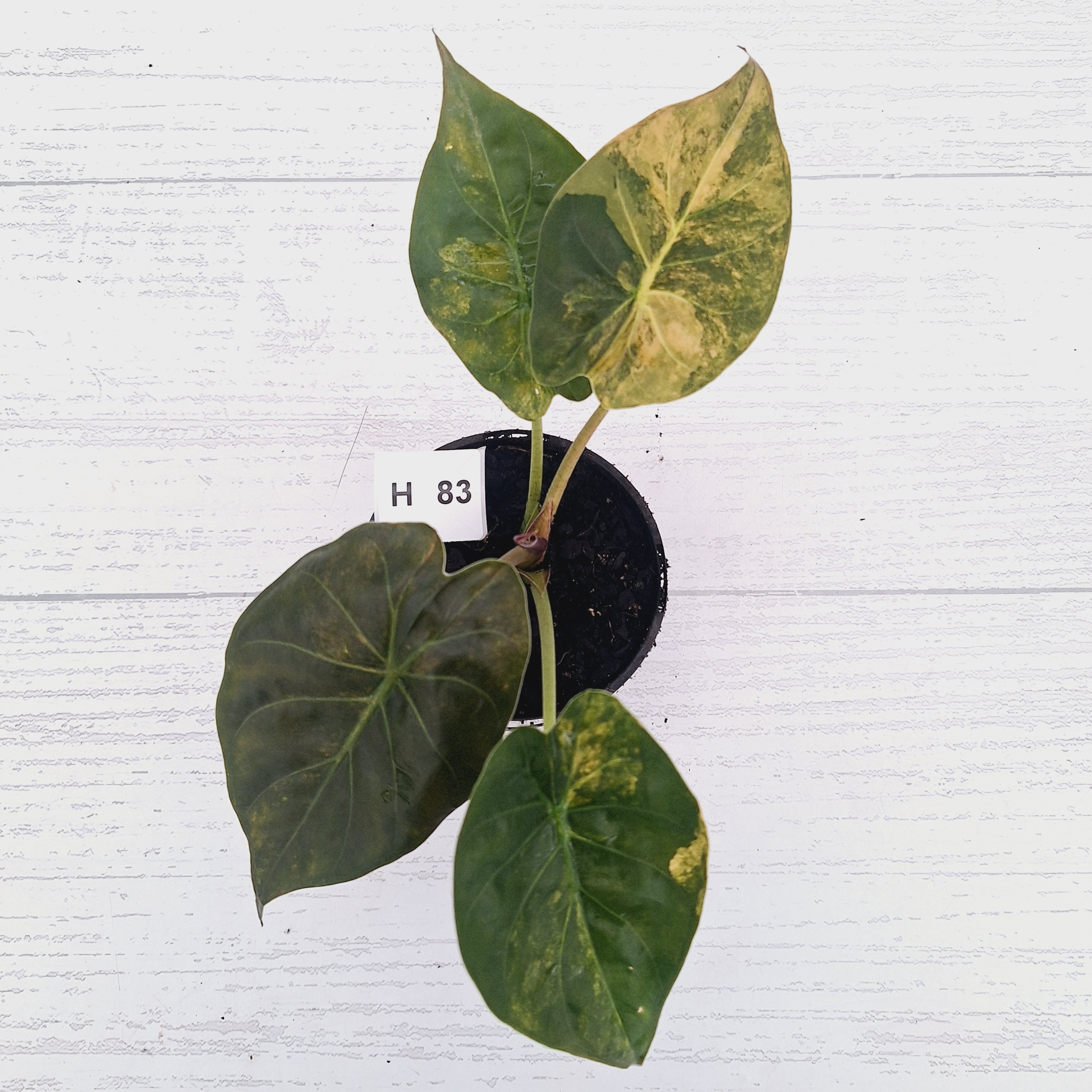 Alocasia ‘wentii’ Variegated