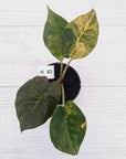Alocasia ‘wentii’ Variegated