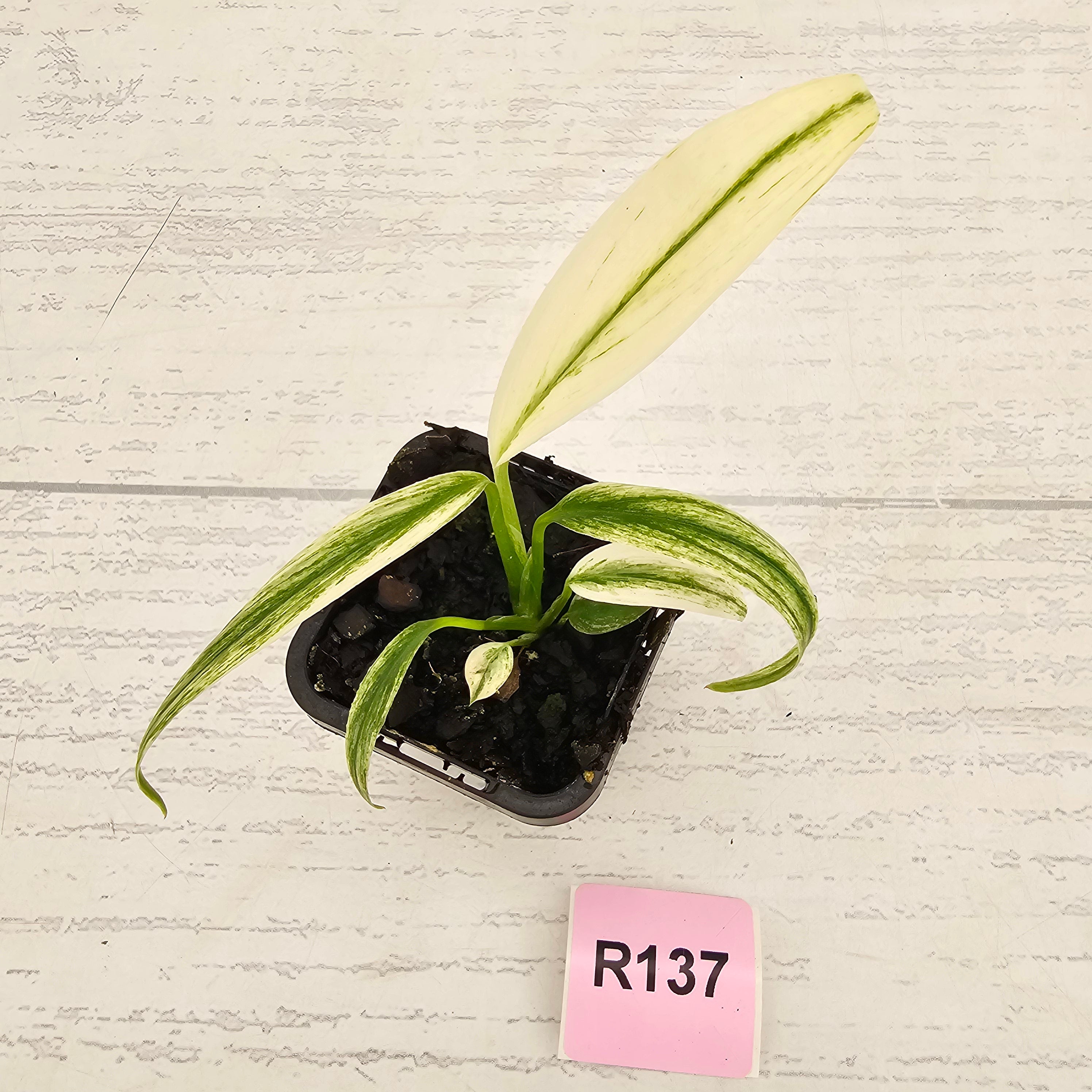 Epipremnum amplissimum variegata 'Albo'