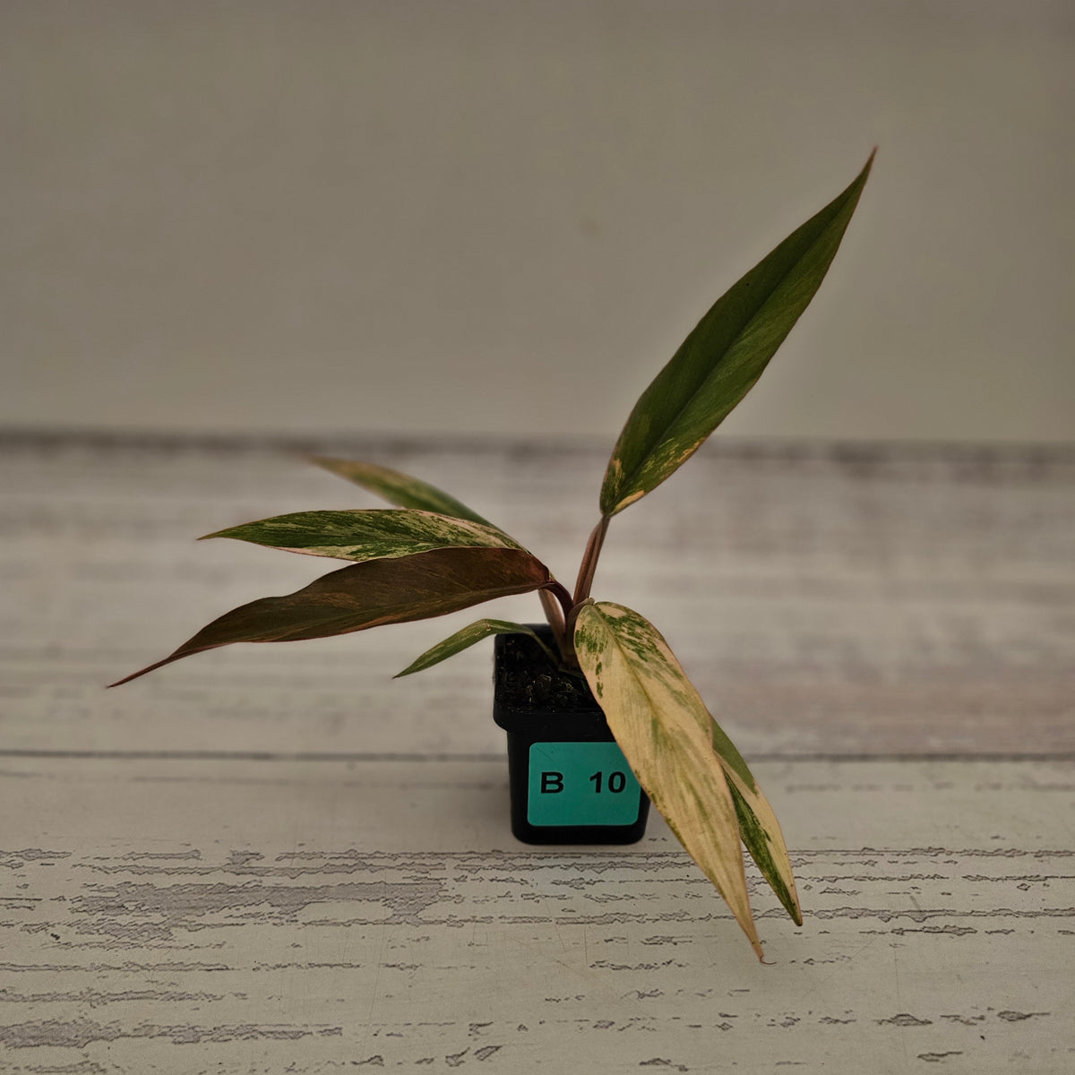 Philodendron serratum 'Caramel Marble' -flash sale