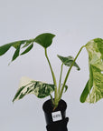 Monstera borsigiana 'Albo'
