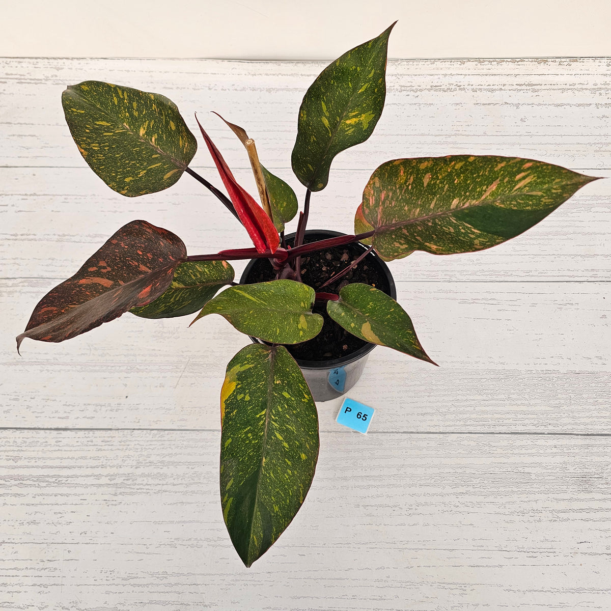 Philodendron 'Orange Princess'