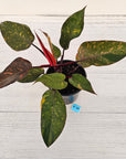 Philodendron 'Orange Princess'