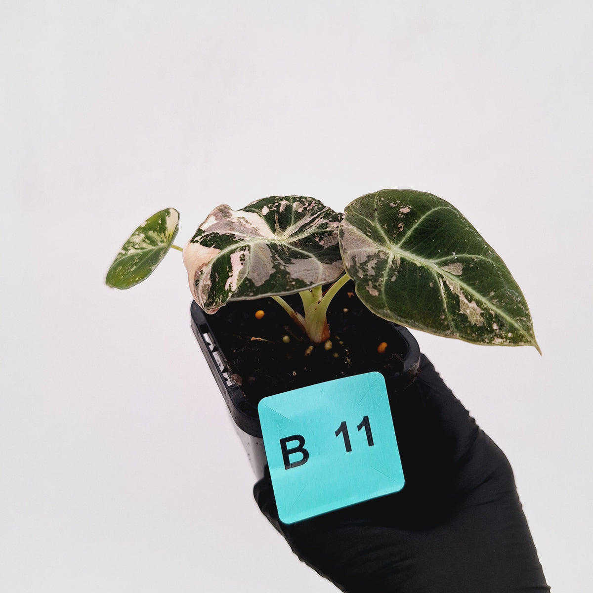 Alocasia reginula 'Black Velvet variegata'