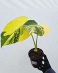 Monstera deliciosa Variegata