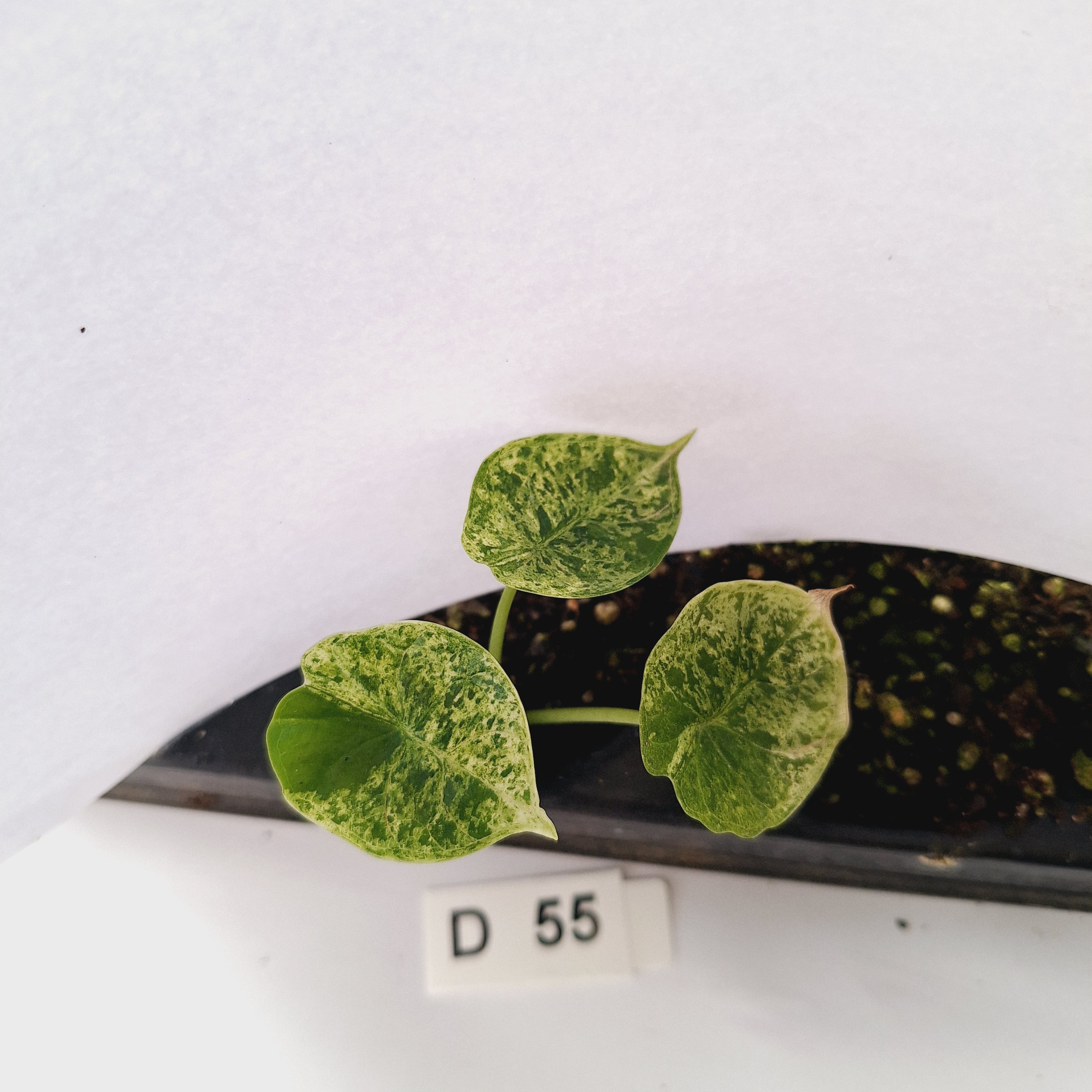 Alocasia baginda ‘Dragon Scale Mint’ - Bare Bottom Baby