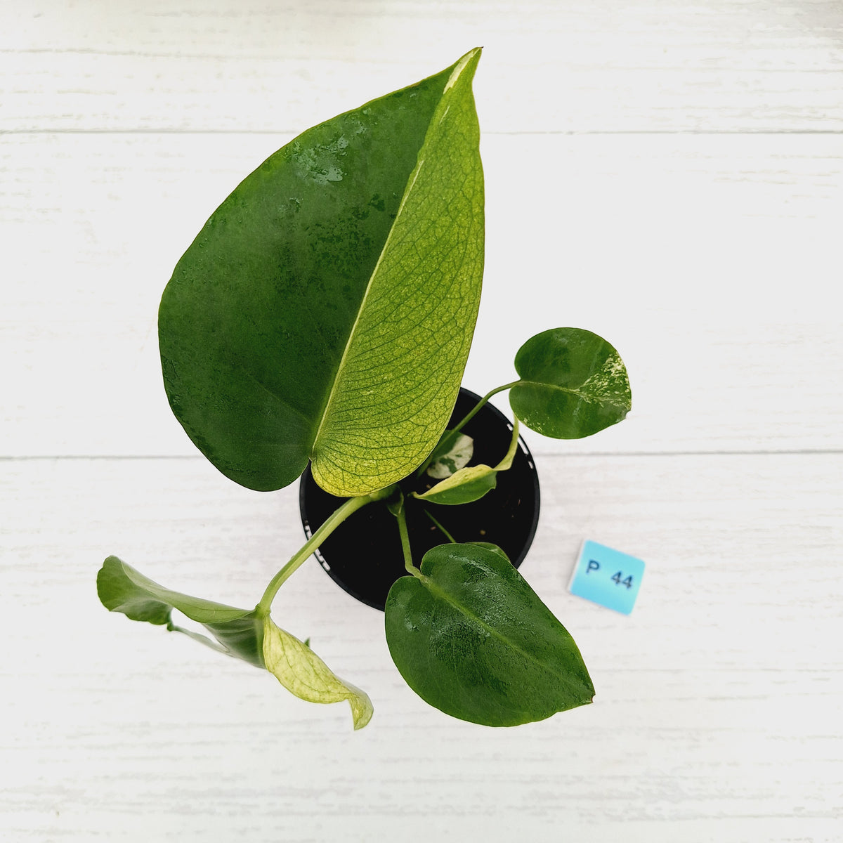 Monstera Deliciosa 'White Monster'