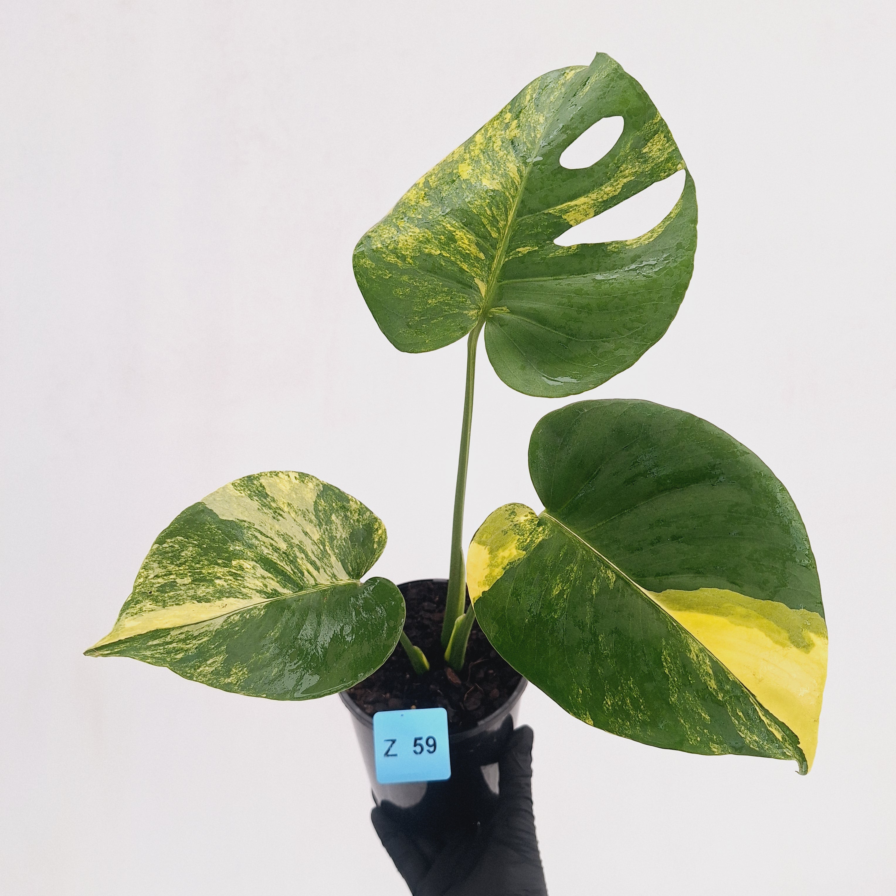 Monstera deliciosa Aurea 'Yellow Marilyn'
