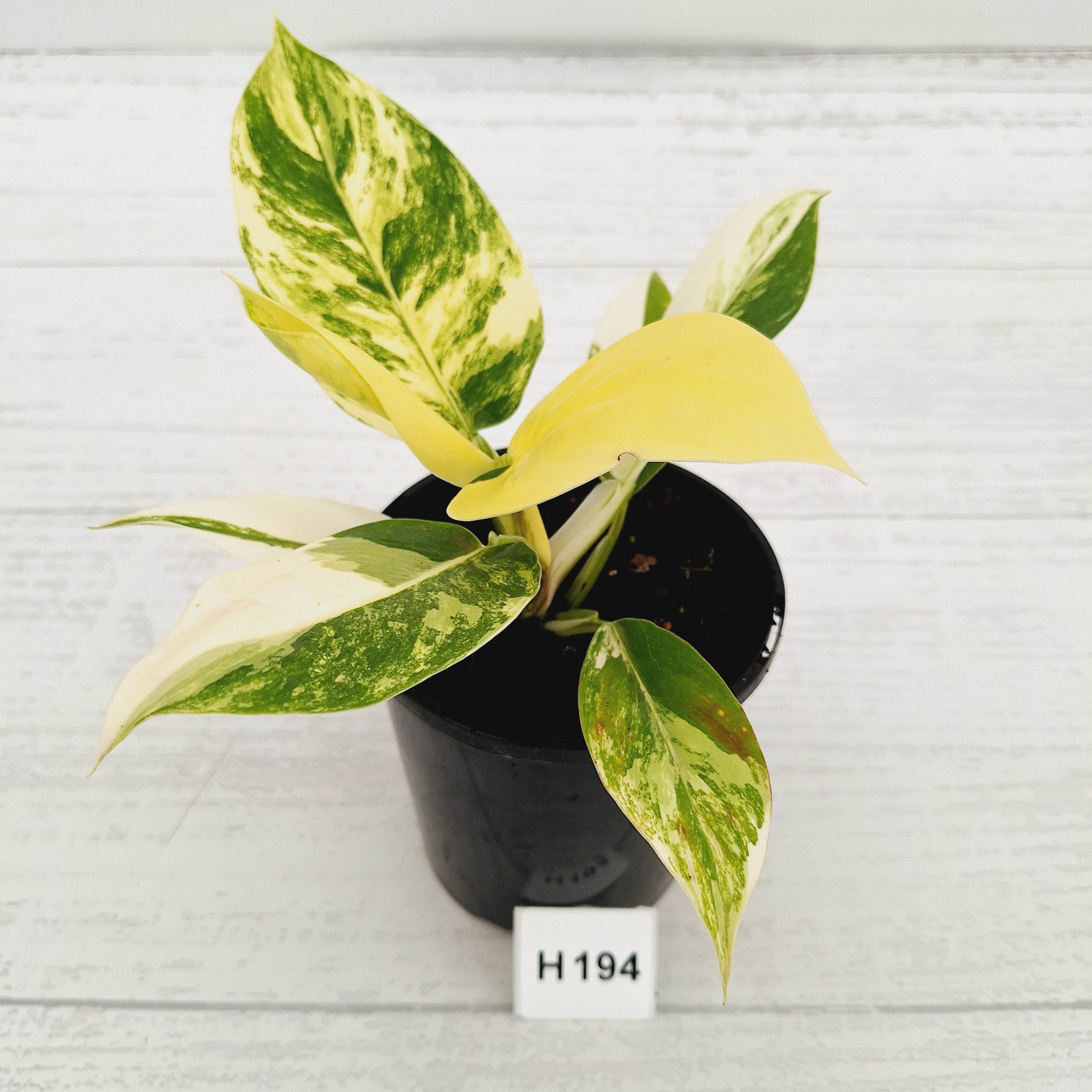 Philodendron imperial green variegata - SALE