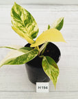 Philodendron imperial green variegata - SALE