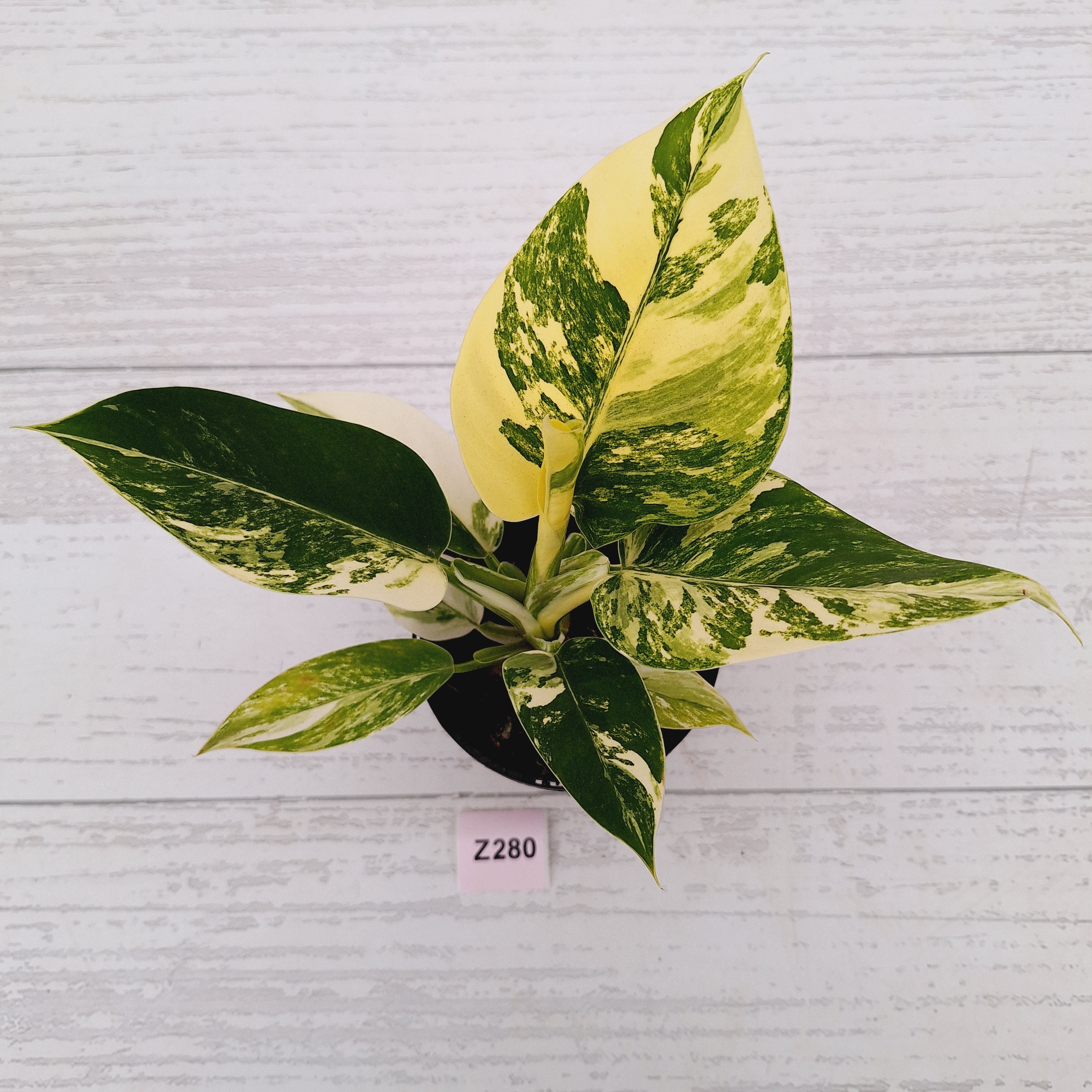 Philodendron imperial green variegata