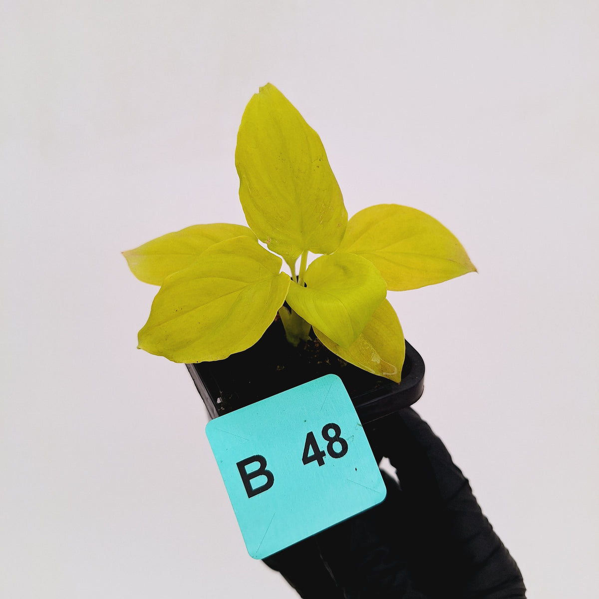 Homalomena rubescens Golden Hibiscus’ SALE