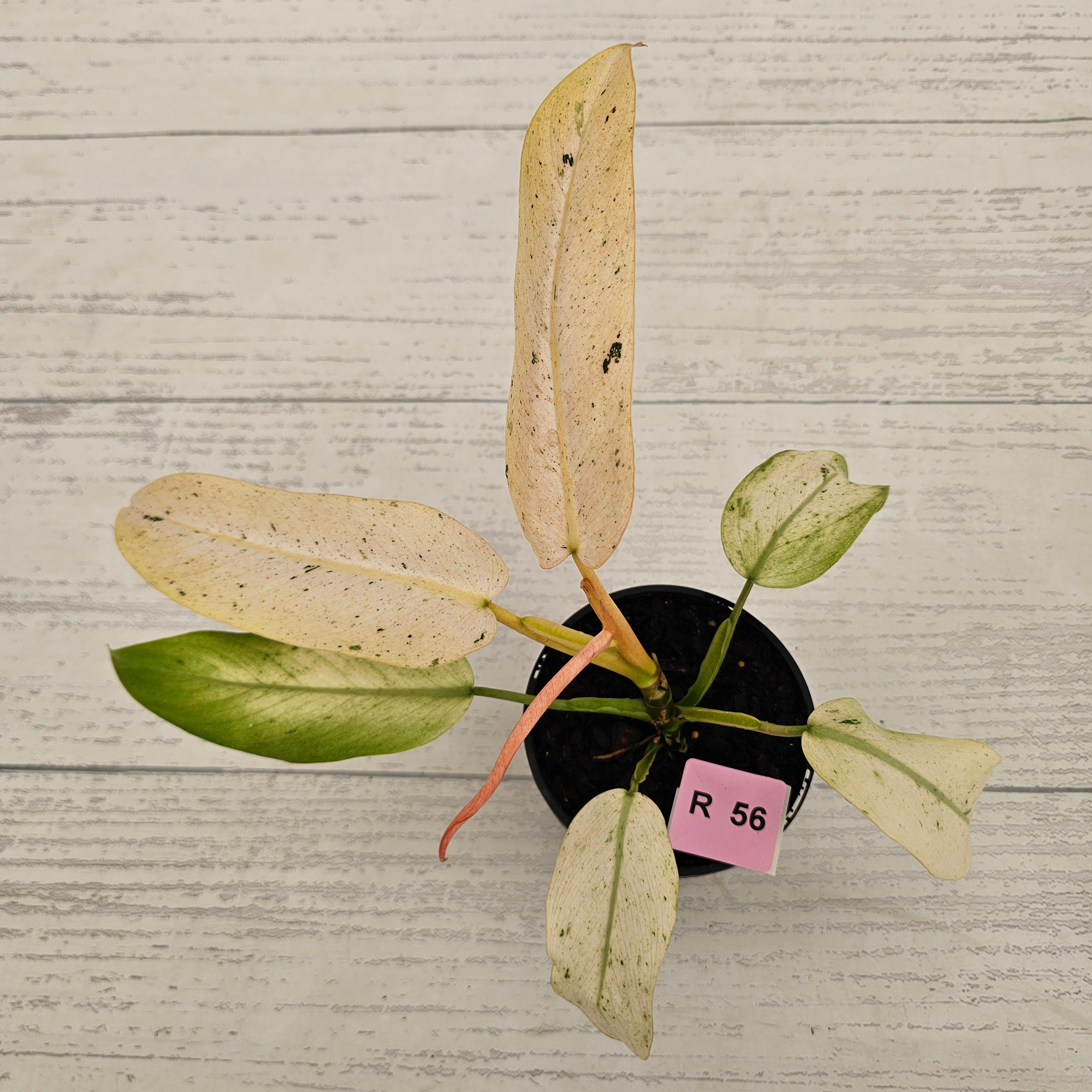 Philodendron  'Whipple Way' SALE
