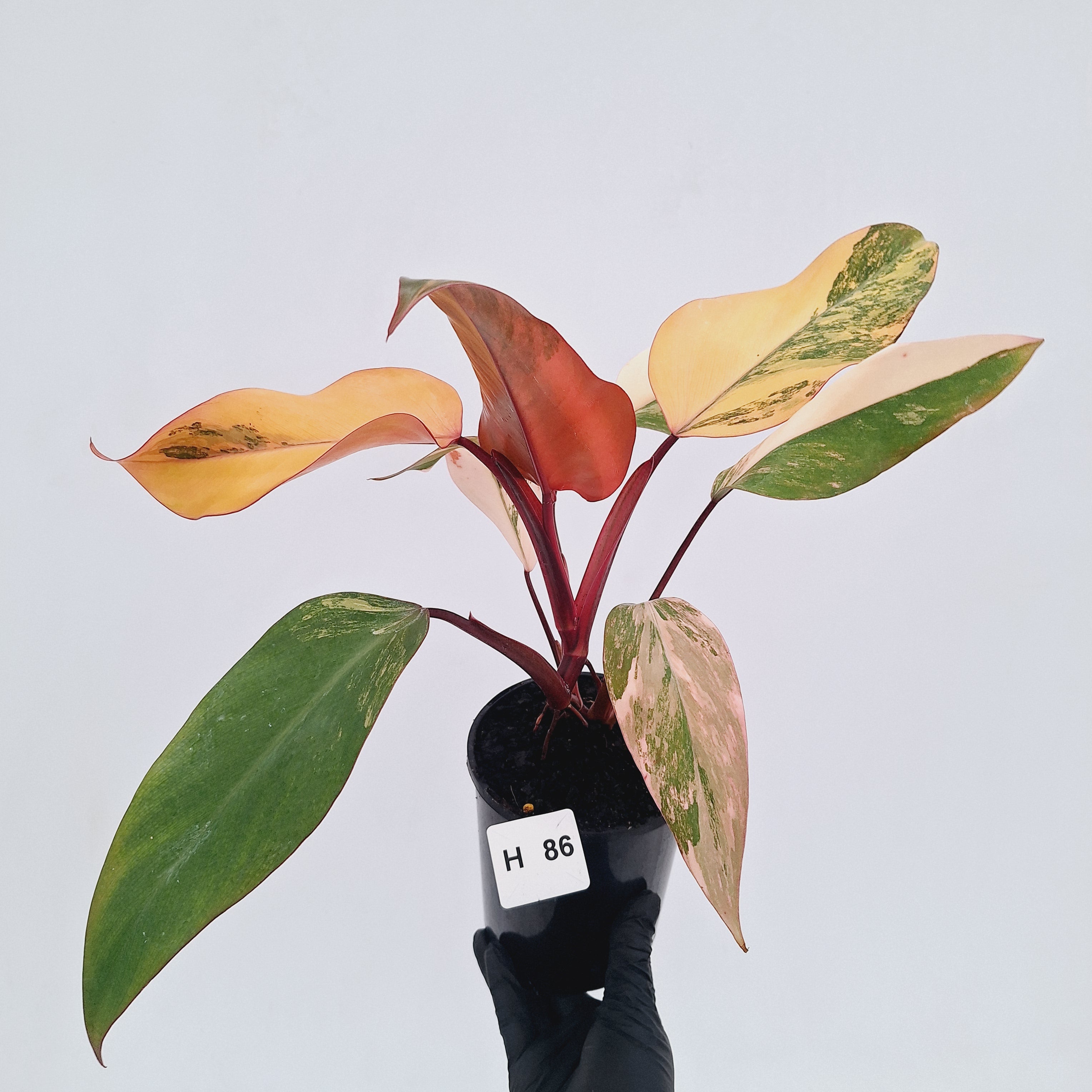 Philodendron erubescens Strawberry Shake - SALE