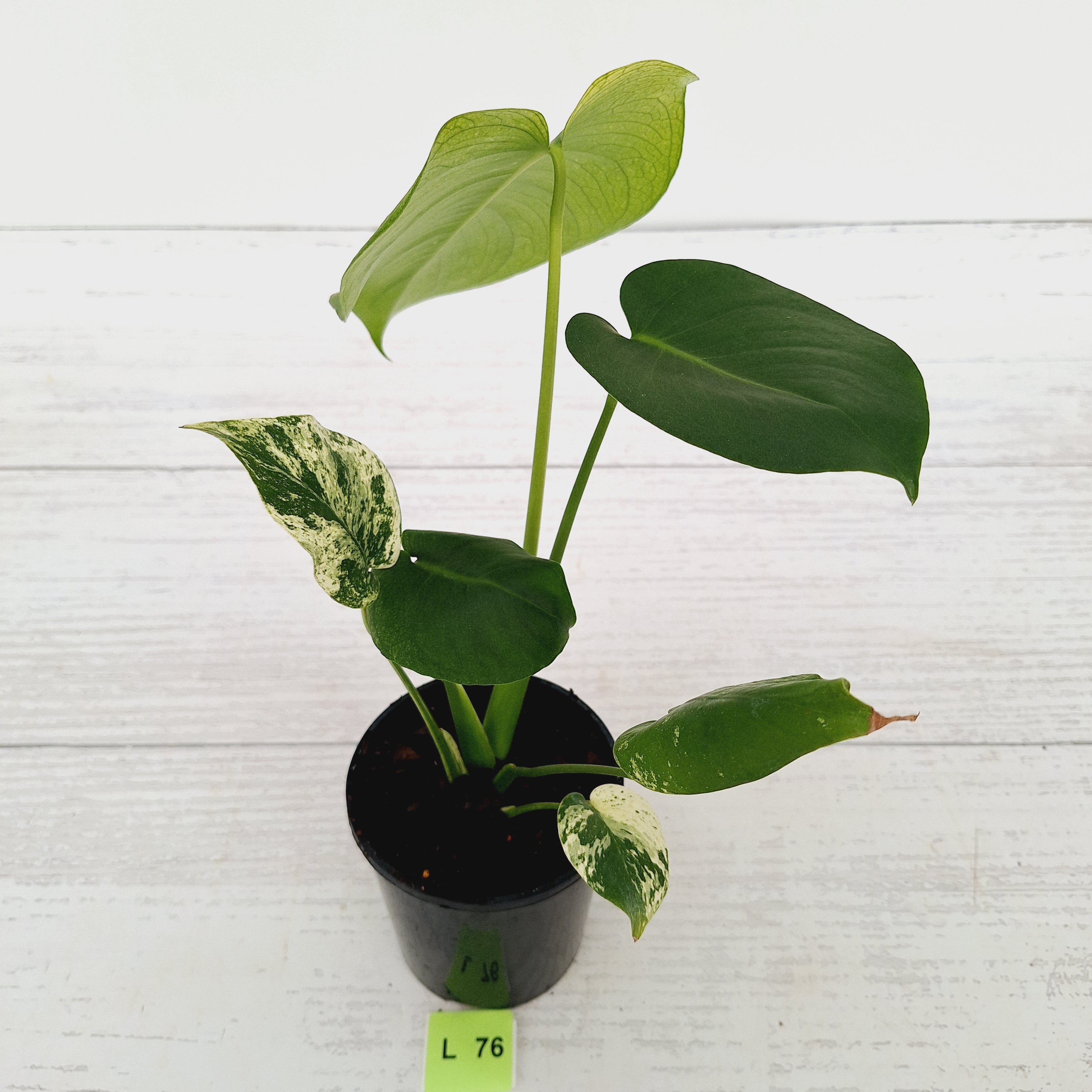 Monstera Deliciosa &#39;Mint&#39;