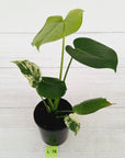 Monstera Deliciosa 'Mint'