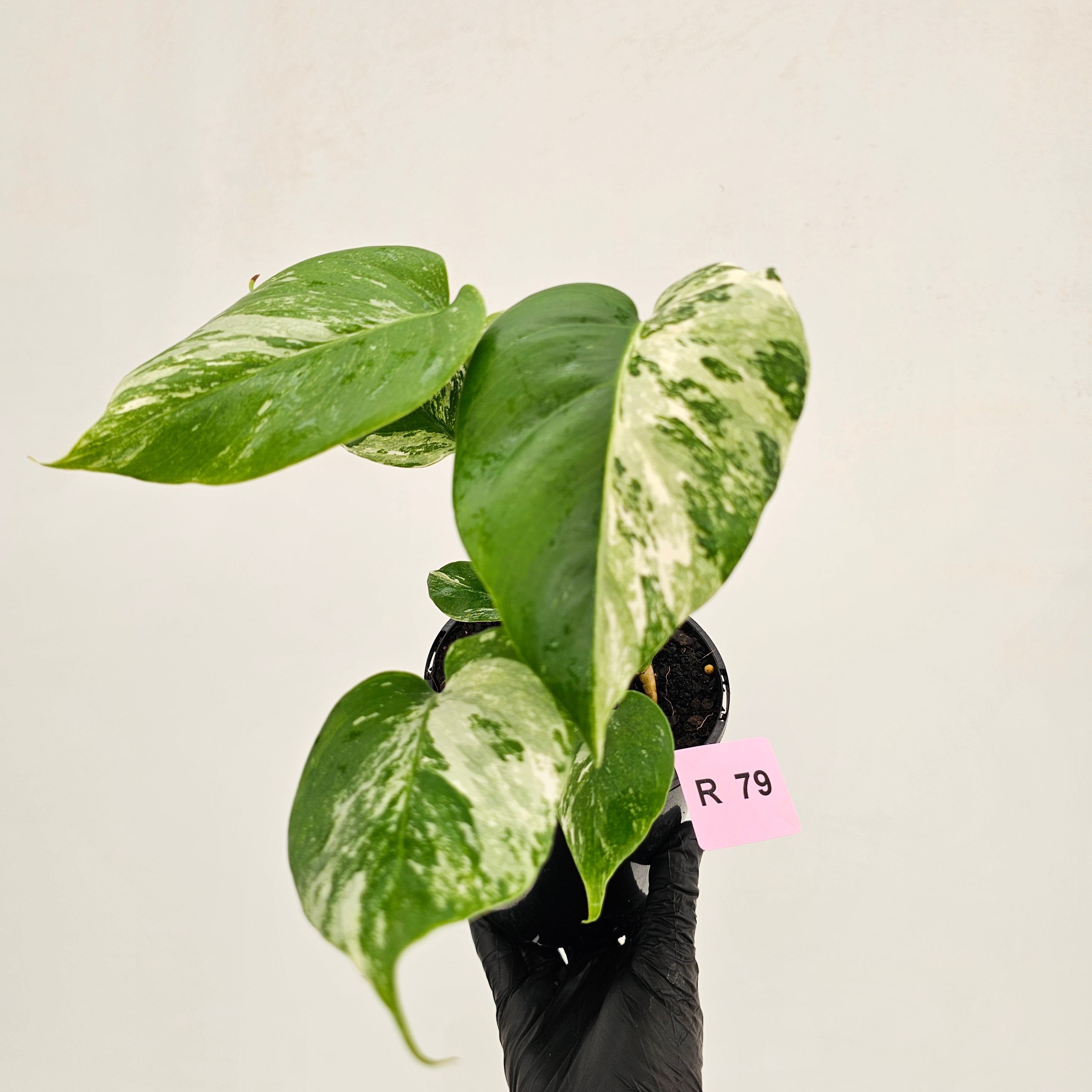 Monstera borsigiana 'Albo'