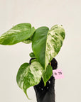 Monstera borsigiana 'Albo'