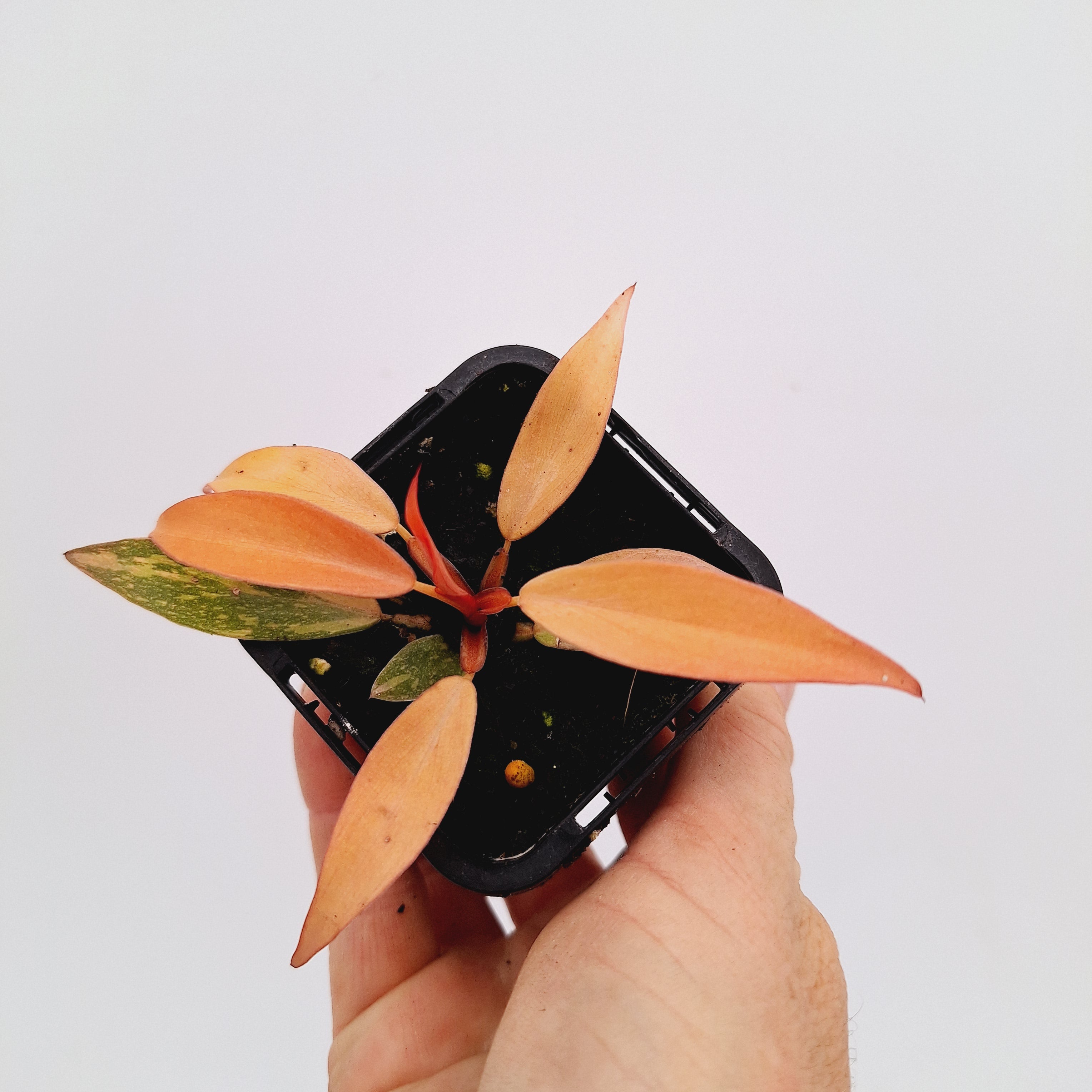 Philodendron &#39;Orange Princess&#39;