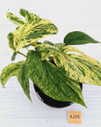 Amydrium medium Variegata
