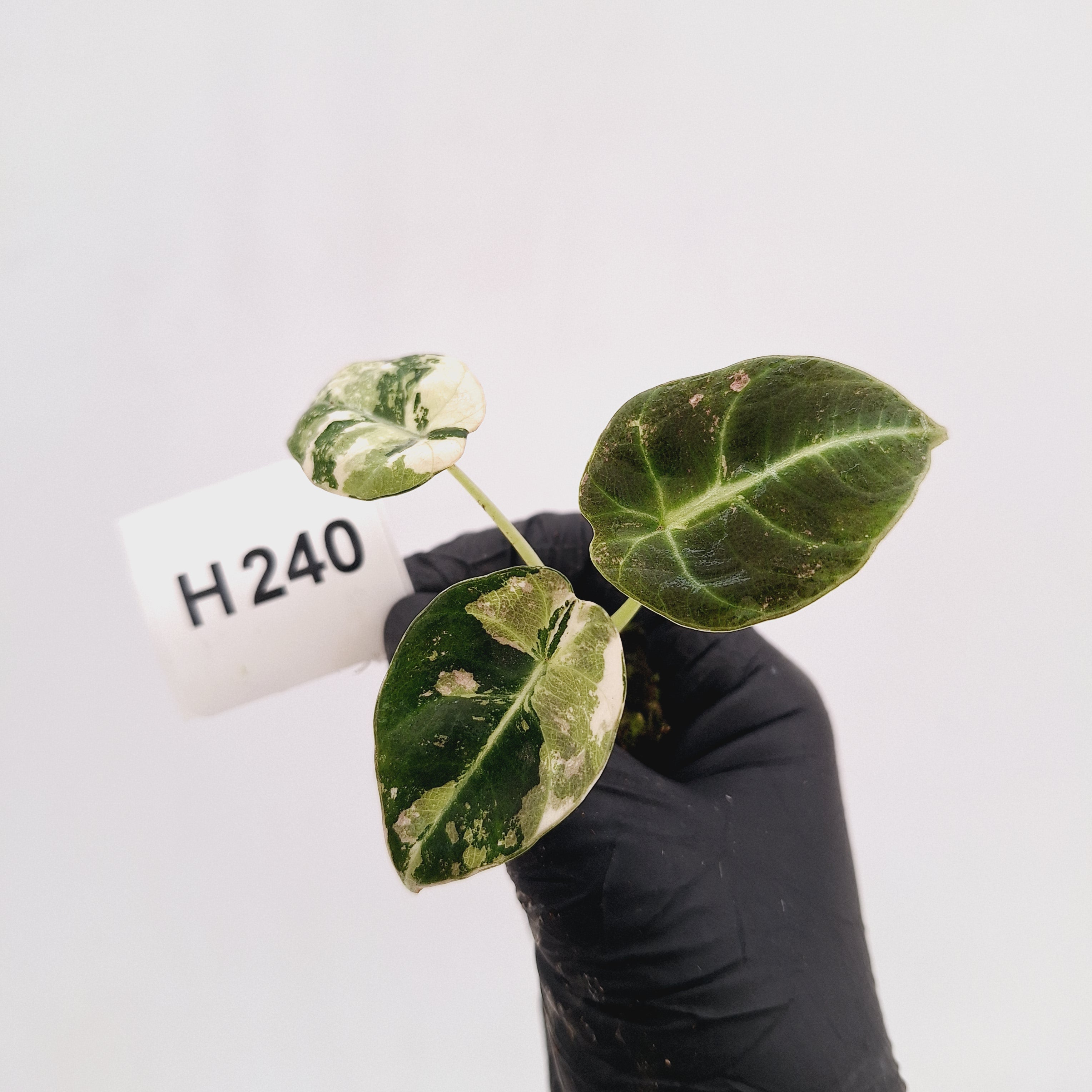 Alocasia reginula 'Black Velvet variegata'- Bare Bottom Baby