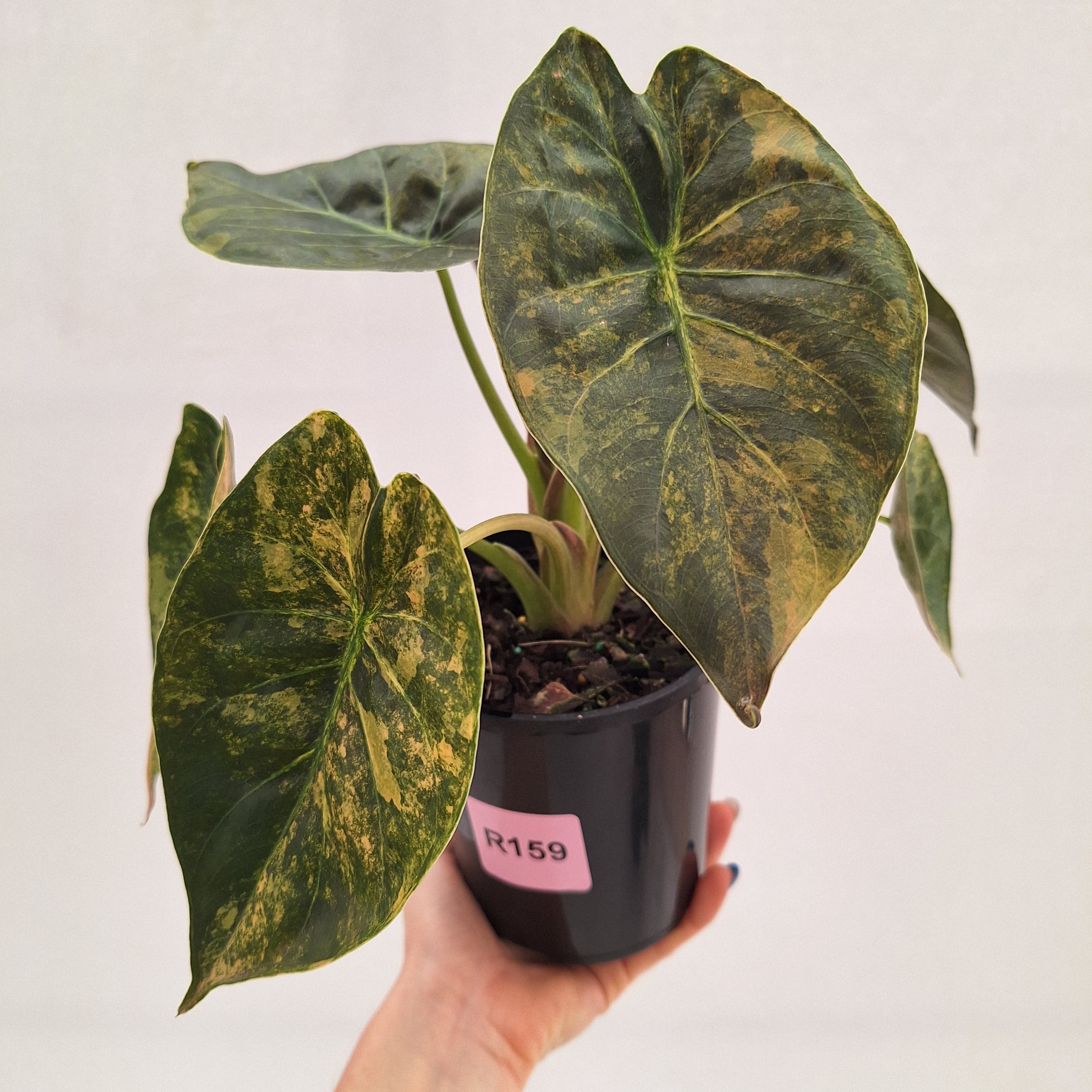 Alocasia ‘wentii’ Variegated - Sale