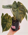 Alocasia ‘wentii’ Variegated - Sale