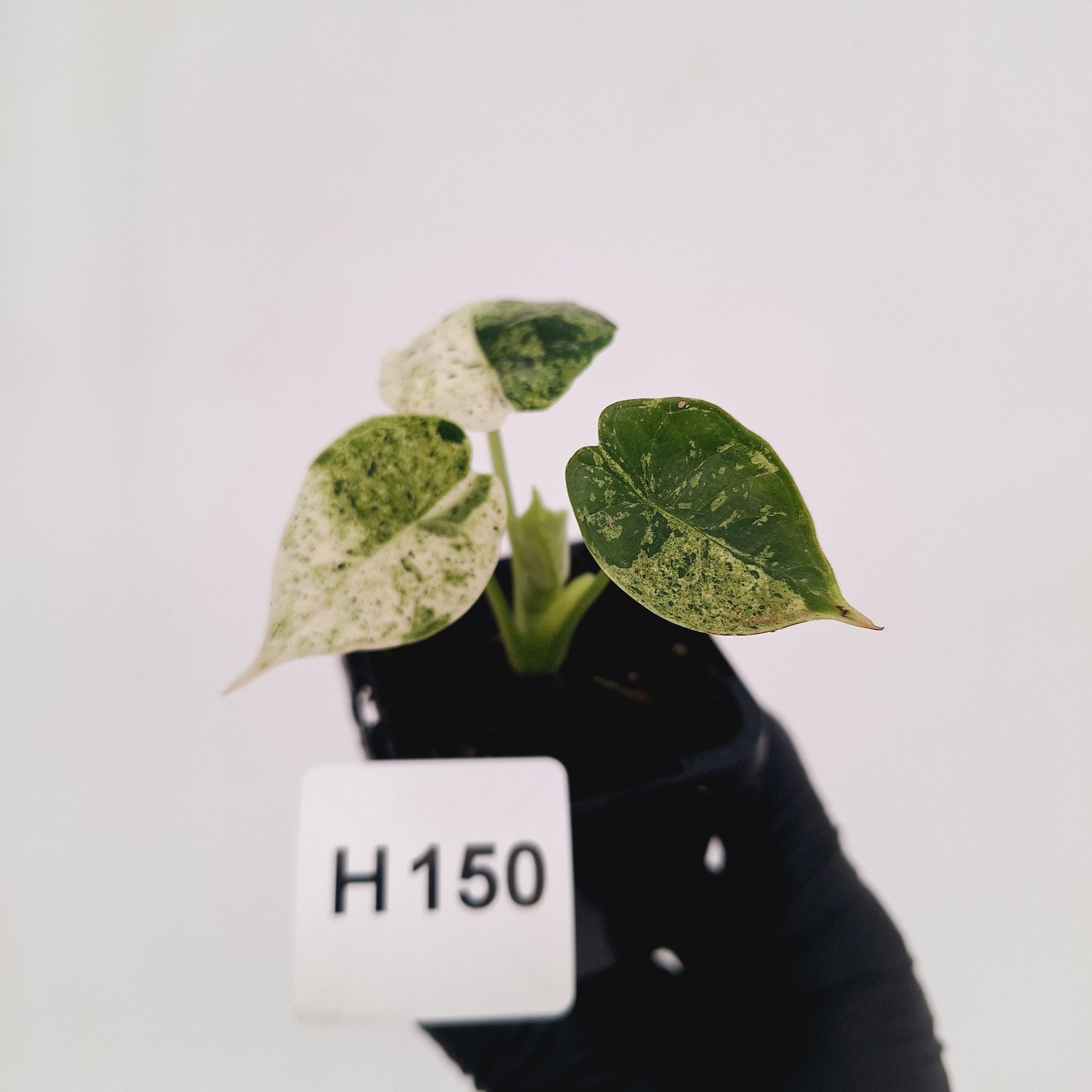 Alocasia baginda ‘Dragon Scale Mint'