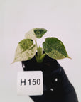 Alocasia baginda ‘Dragon Scale Mint'