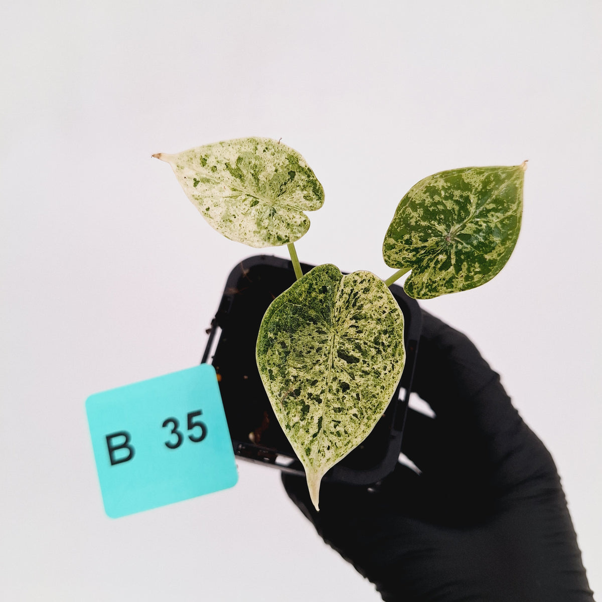 Alocasia baginda ‘Dragon Scale Mint’ -SALE