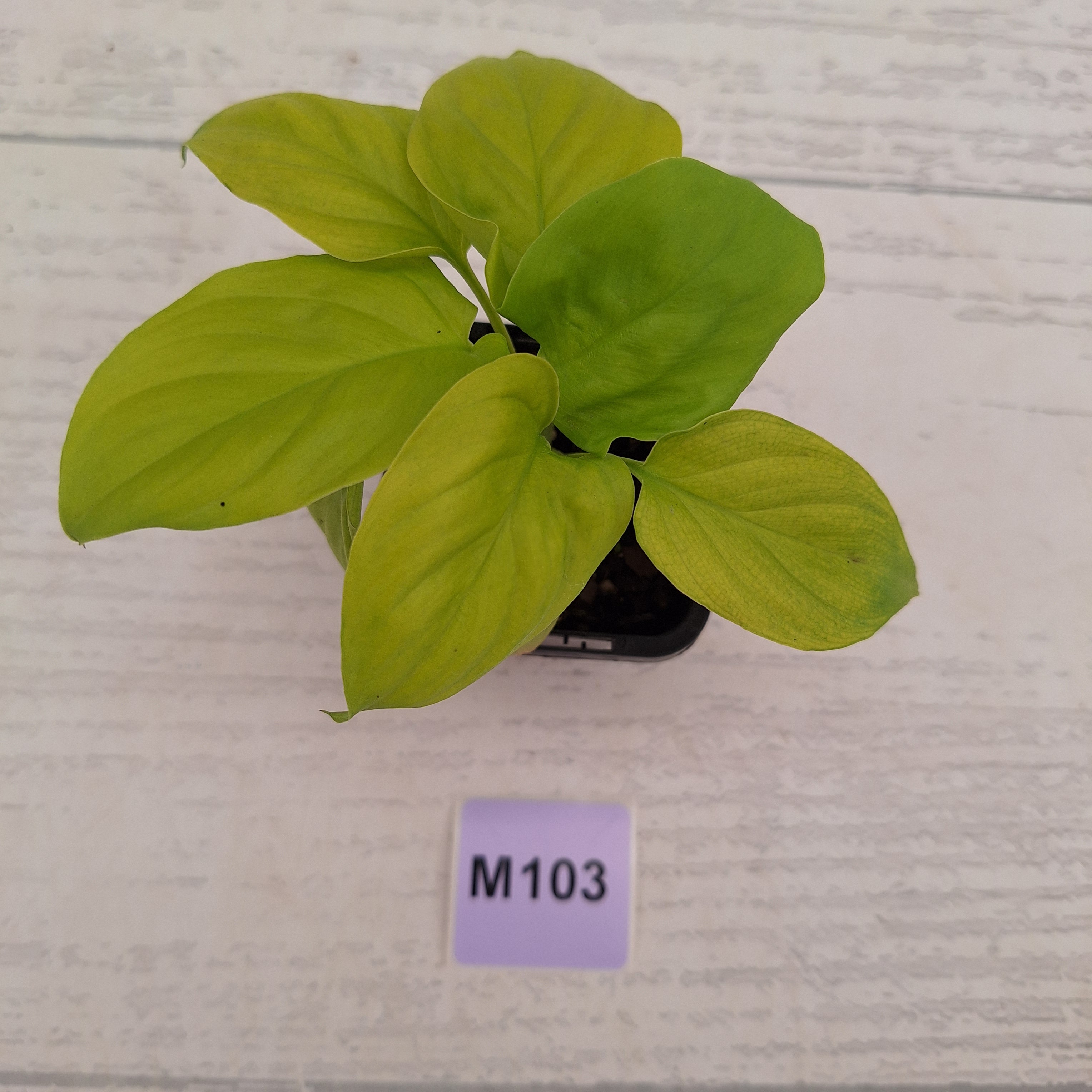 Homalomena rubescens Golden Hibiscus’ SALE