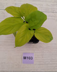 Homalomena rubescens Golden Hibiscus’ SALE