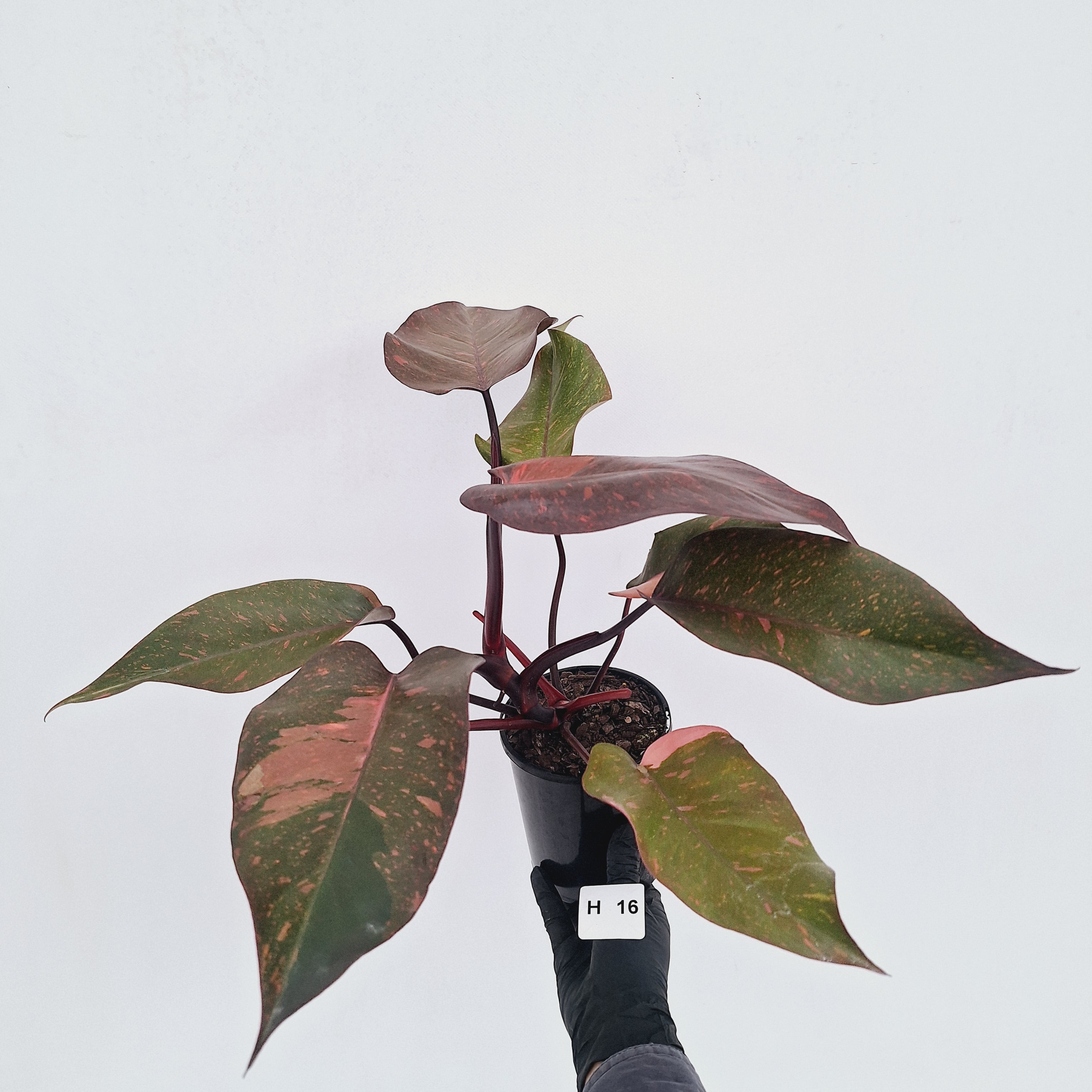 Philodendron 'Orange Princess' - FLASH SALE