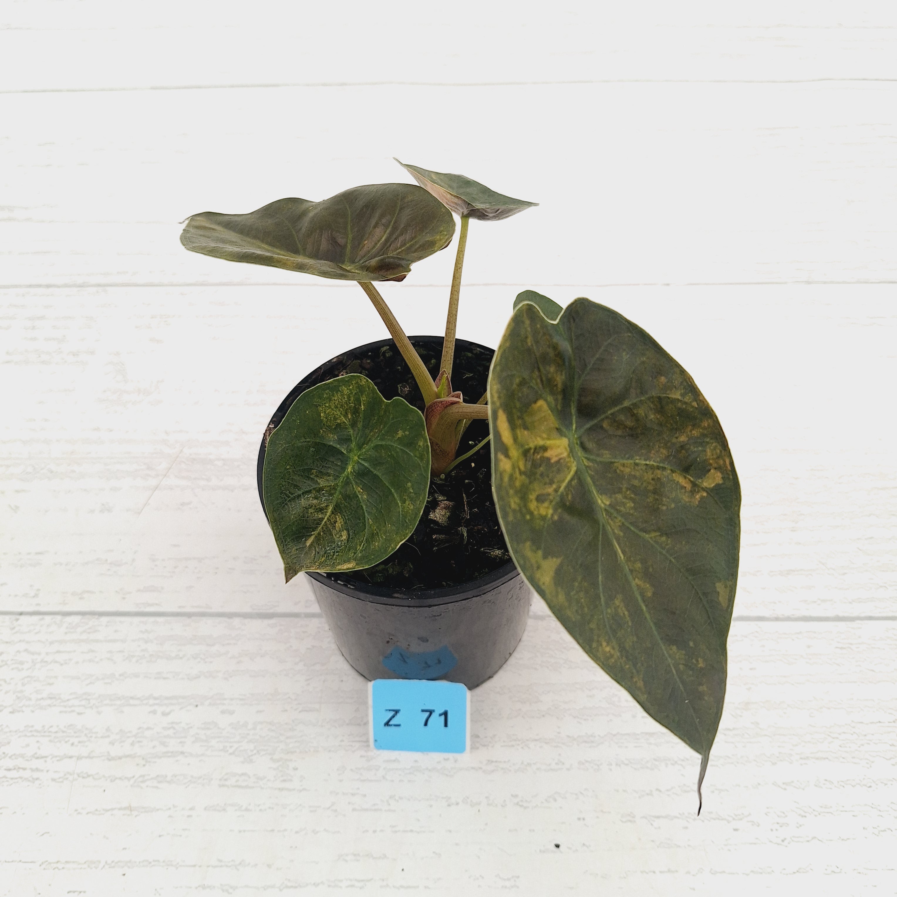 Alocasia ‘wentii’ Variegated - Sale