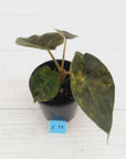 Alocasia ‘wentii’ Variegated - Sale
