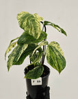 Amydrium medium Variegata