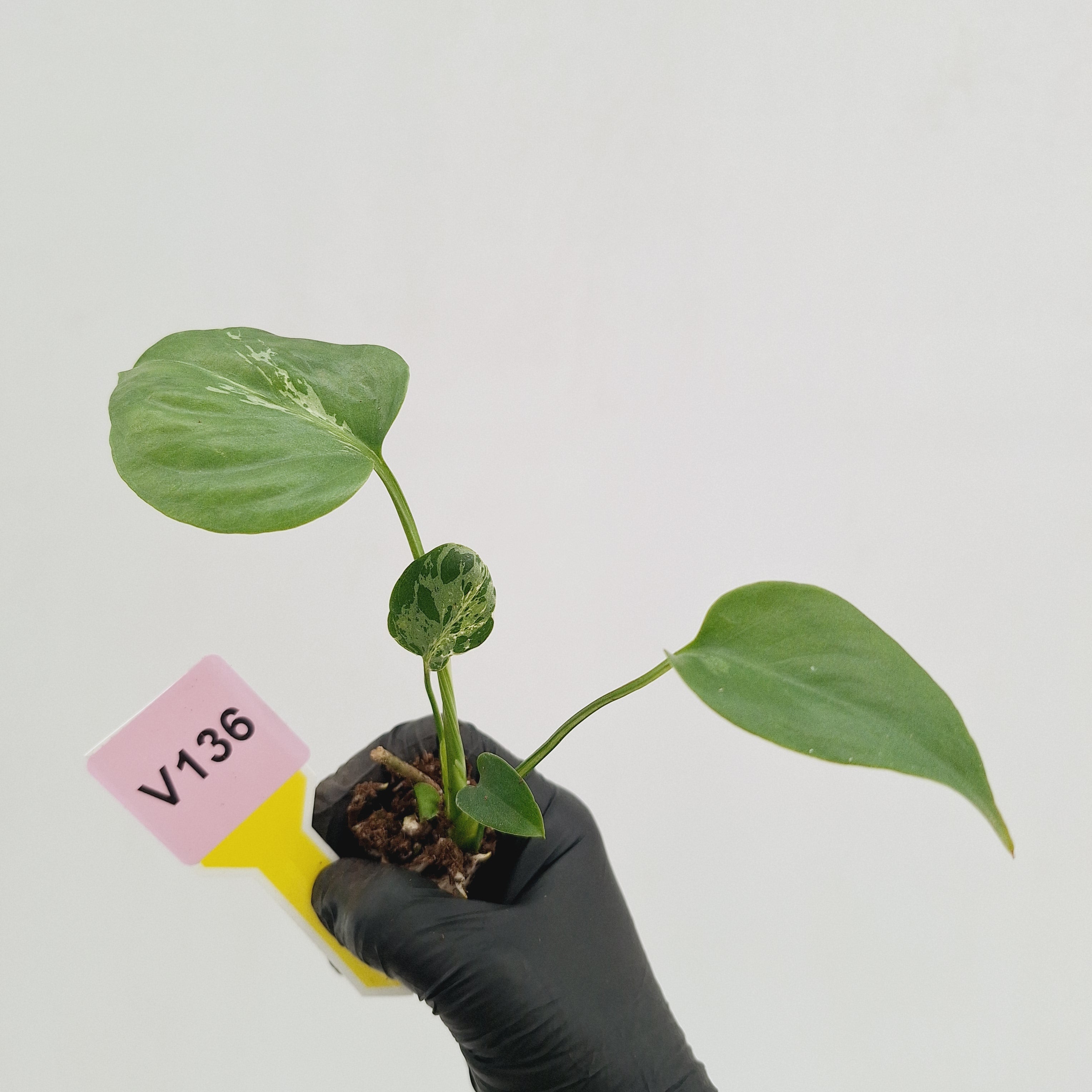 Monstera Deliciosa 'Bulbasaur - Bare Bottom Baby