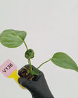 Monstera Deliciosa 'Bulbasaur - Bare Bottom Baby