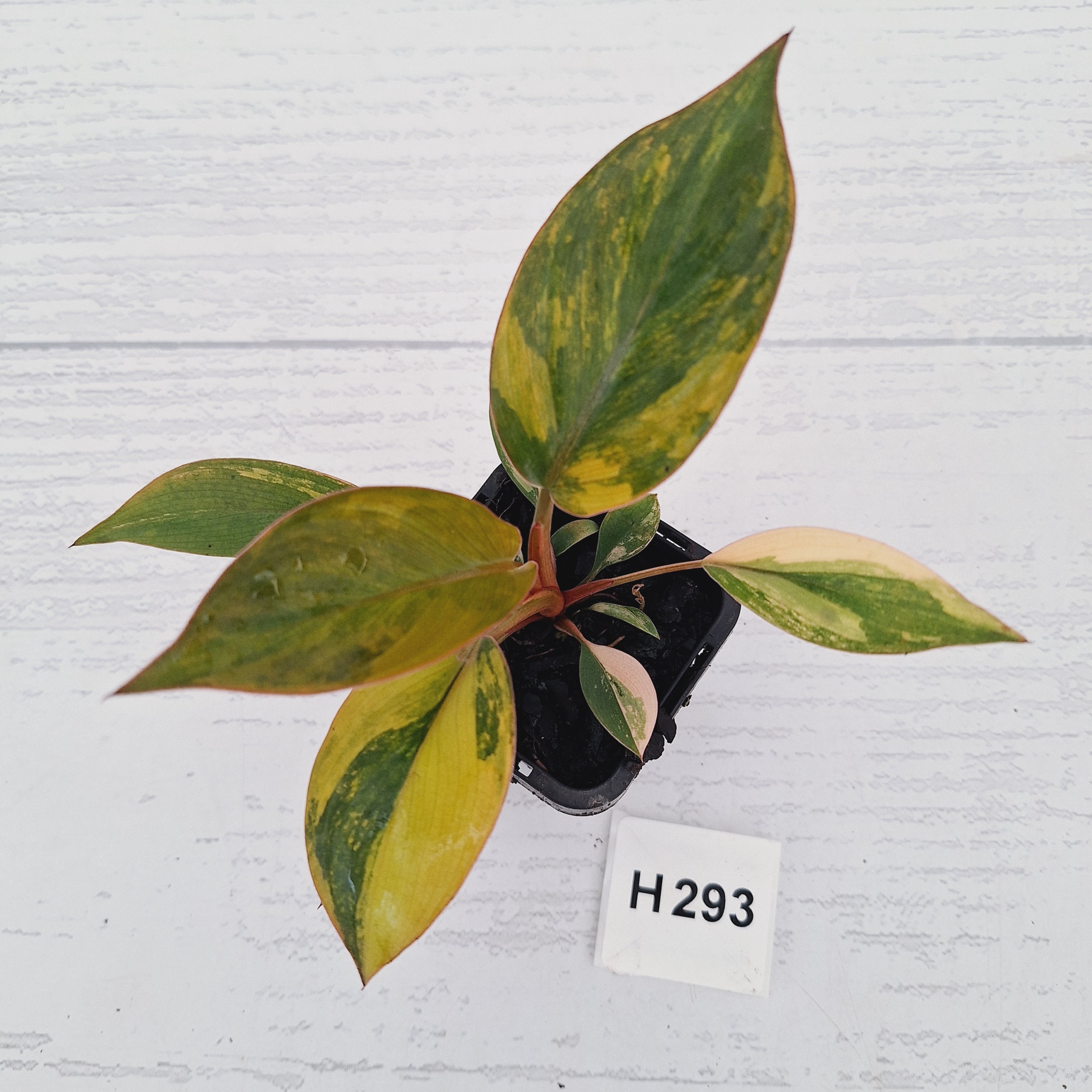 Philodendron 'Rojo Congo Variegated' - SALE